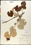 000025684-thumbnail.jpg