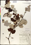 000025685-thumbnail.jpg