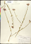 000027884-thumbnail.jpg