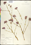 000027892-thumbnail.jpg