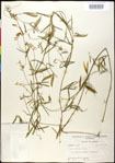 000030882-thumbnail.jpg