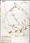 000030907-thumbnail.jpg