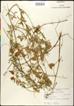 000030934-thumbnail.jpg