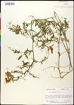 000030935-thumbnail.jpg