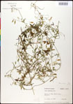 000030950-thumbnail.jpg