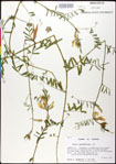 000030953-thumbnail.jpg