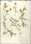 000030954-thumbnail.jpg