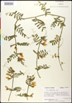 000030955-thumbnail.jpg