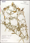 000030956-thumbnail.jpg