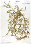 000030979-thumbnail.jpg