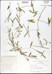 000030980-thumbnail.jpg