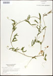 000030981-thumbnail.jpg