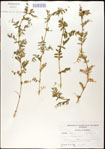 000030995-thumbnail.jpg
