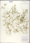 000031004-thumbnail.jpg