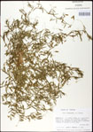 000031007-thumbnail.jpg