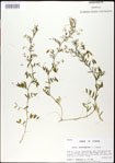 000031009-thumbnail.jpg
