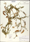 000031017-thumbnail.jpg
