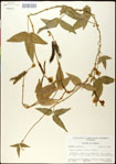 000031025-thumbnail.jpg