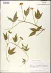 000031026-thumbnail.jpg