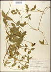 000031027-thumbnail.jpg