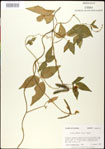 000031029-thumbnail.jpg