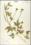 000031033-thumbnail.jpg