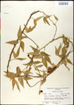 000031037-thumbnail.jpg