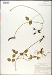 000031038-thumbnail.jpg