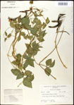 000031039-thumbnail.jpg