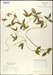 000031041-thumbnail.jpg