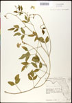 000031042-thumbnail.jpg
