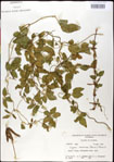 000031045-thumbnail.jpg