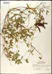 000031050-thumbnail.jpg