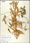 000031051-thumbnail.jpg