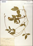 000031052-thumbnail.jpg