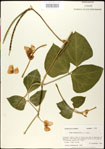 000031056-thumbnail.jpg