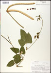000031057-thumbnail.jpg