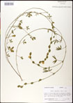 000031245-thumbnail.jpg