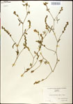 000031251-thumbnail.jpg