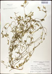 000031252-thumbnail.jpg