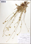 000036900-thumbnail.jpg