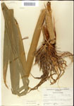 000044335-thumbnail.jpg