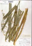 000044342-thumbnail.jpg