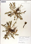 000049341-thumbnail.jpg
