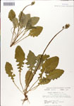 000049636-thumbnail.jpg