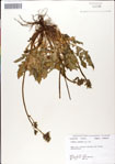 000049638-thumbnail.jpg