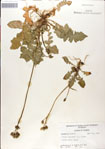 000049639-thumbnail.jpg