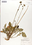 000049642-thumbnail.jpg