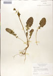 000049645-thumbnail.jpg