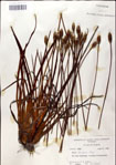 000049782-thumbnail.jpg
